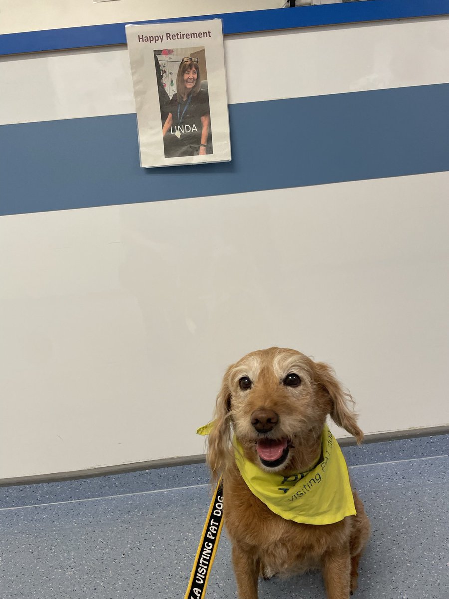 Visit to <a href="/AicuLri/">UHL LRI AICU 🌈</a> on Monday…. I was looking for Linda…! Where is she?! She would play and fuss and gib treaties! 😢 I miss Linda! <a href="/Leic_hospital/">Leicester's Hospitals</a>