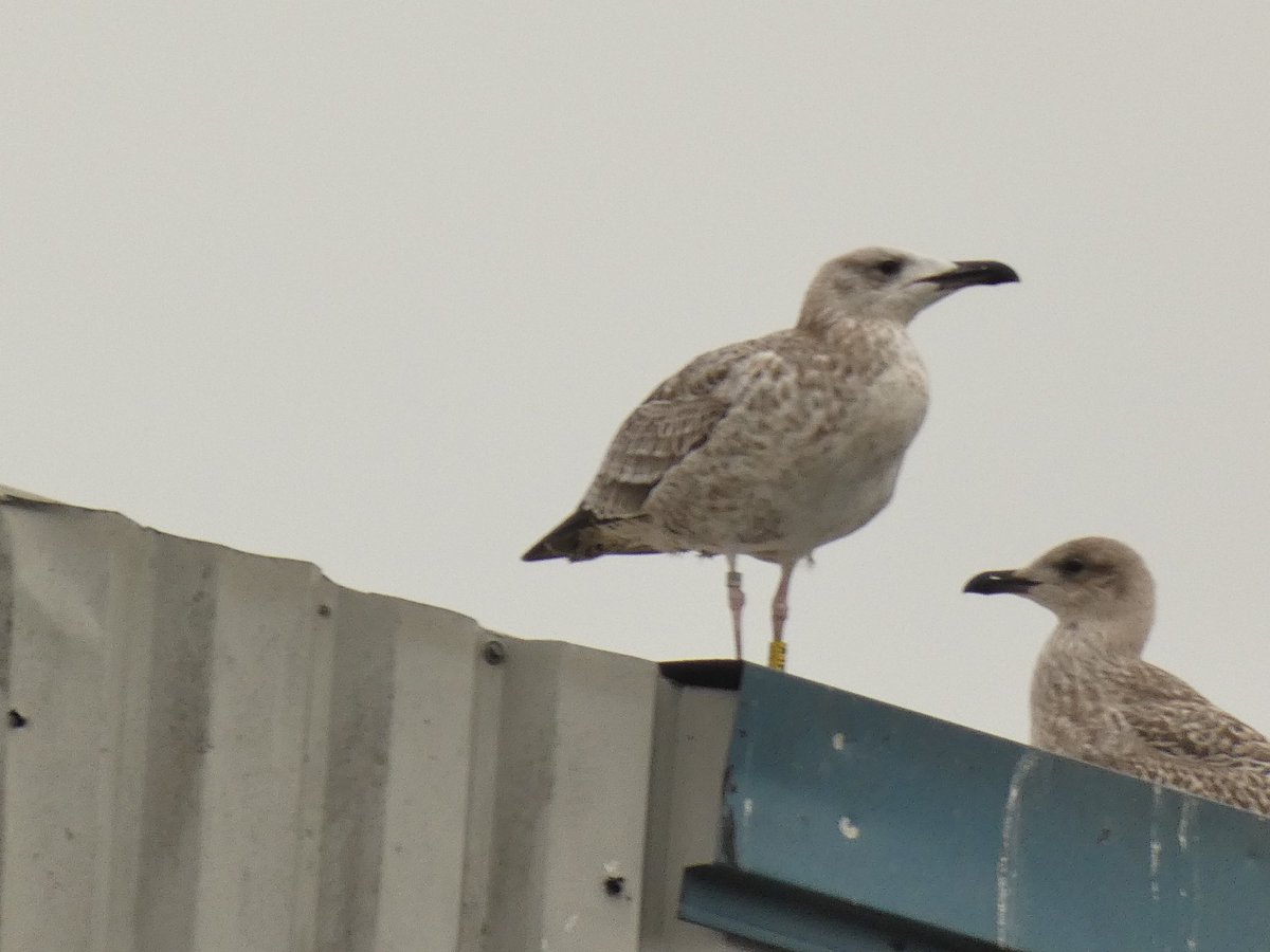 Rob Creek tweet media