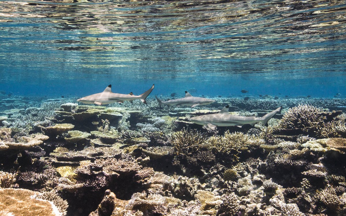 NCSecretariat's tweet photo. 🇸🇨Seychelles Reaffirms Commitment to Ocean Governance and Biodiversity Conservation at the 11th Nairobi Convention COP in Madagascar🌊🪼 
https://t.co/r1Wql1OInw https://t.co/809nHVZDaZ