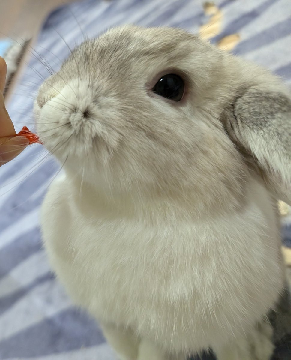 rabbittoro's tweet photo. おたんじょうびは、だいすきなにんじんたべたよ꜀(  ꜆ᐢ.  ̫.ᐢ)꜆
#今日のとろちゃん
#うさうさラビトリー
#うさぎのいる暮らし 
#うさぎのいる生活 https://t.co/yDIFzSRLGX