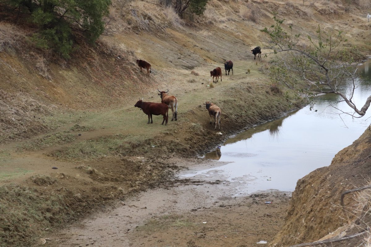 Runde district, with increasing mining activities, faces environmental issues due to a proliferation of unregulated small-scale mining, gold rushes, chemical spills, and air pollution, harming human and livestock health. zela.org/mazvihwa-commu… 1/4