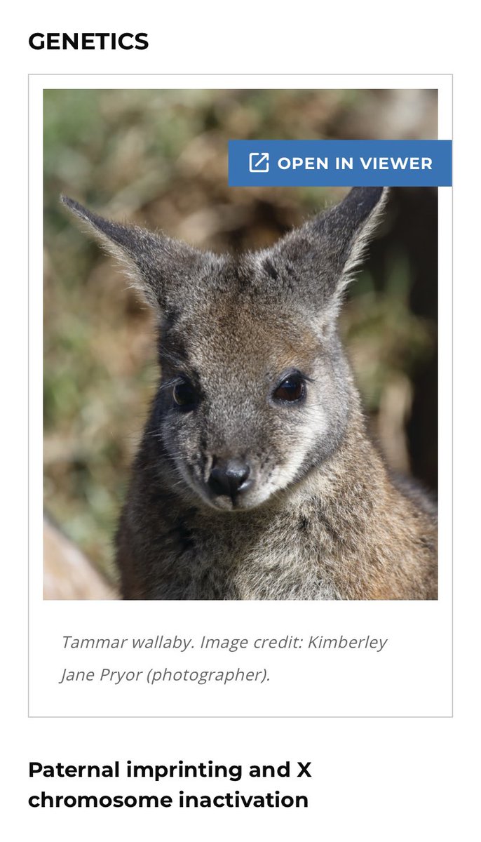 Aurora Ruiz-Herrera (@a_ruizherrera) on Twitter photo Happy to see <a href="/PNASNews/">PNASNews</a> highlighting our recent work on imprinted X chromosome inactivation in marsupials
👇
pnas.org/doi/10.1073/it… Happy to see <a href="/PNASNews/">PNASNews</a> highlighting our recent work on imprinted X chromosome inactivation in marsupials
👇
pnas.org/doi/10.1073/it…