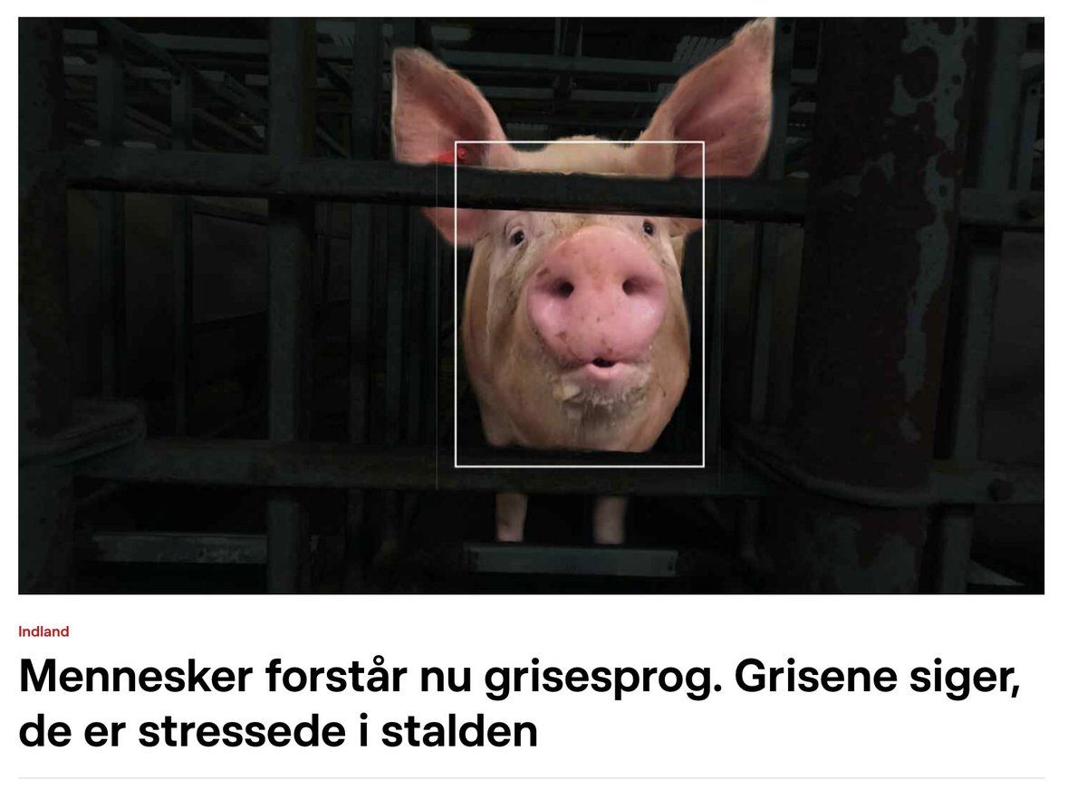 Det er nok de færreste, der har beskæftiget sig lidt med grise, der bliver overrasket over det her.