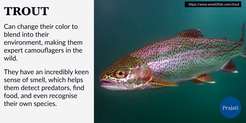 WePrajati's tweet image. These amazing fish can change color to blend in with their surroundings, have super-sensitive noses to detect danger, and some travel over 1,000 miles during migration. Nature’s wonders never cease! #Trout #Wildlife #Nature #Facts #Fish  #WildlifeConservation #AmazingAnimal