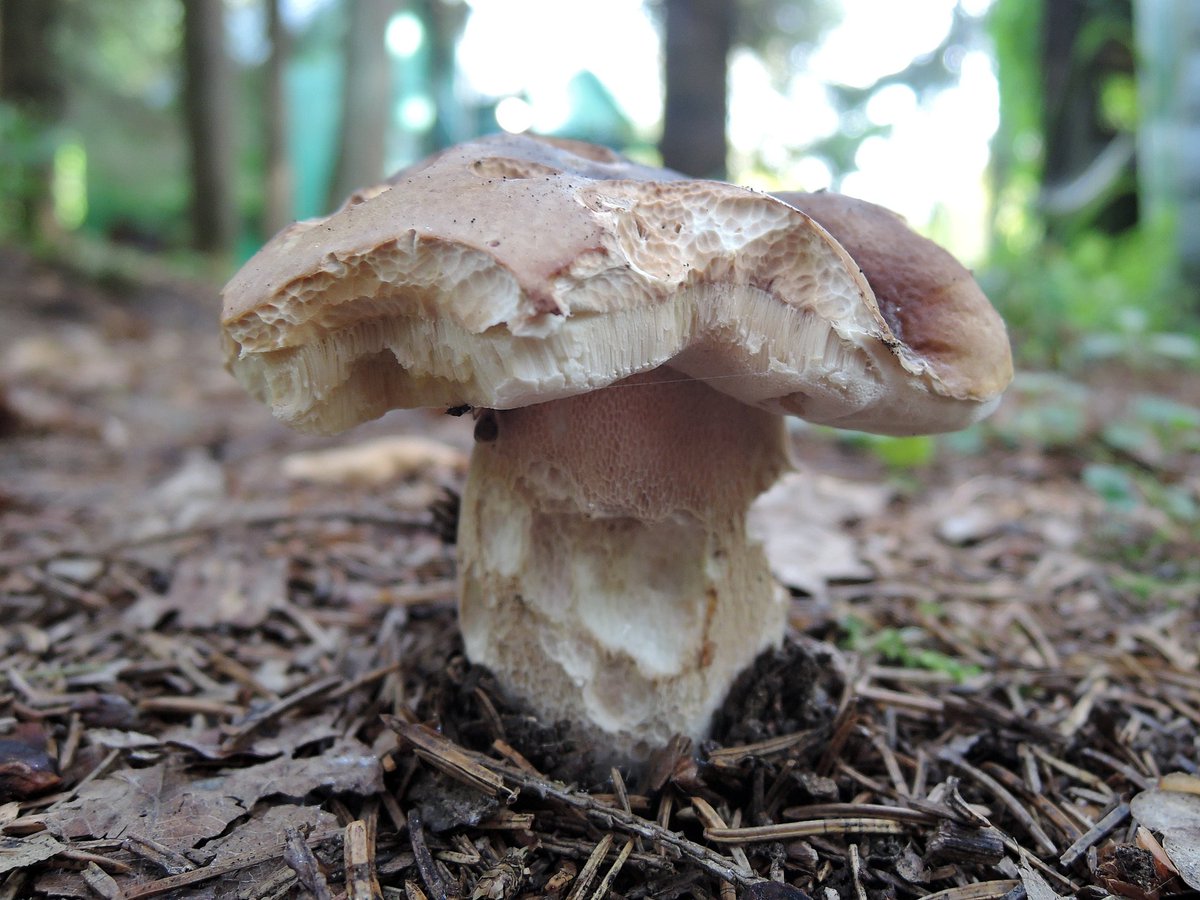 okora's tweet image. Сухо, жарко. Грибов мало. Те, какие есть, объедены слизняками.