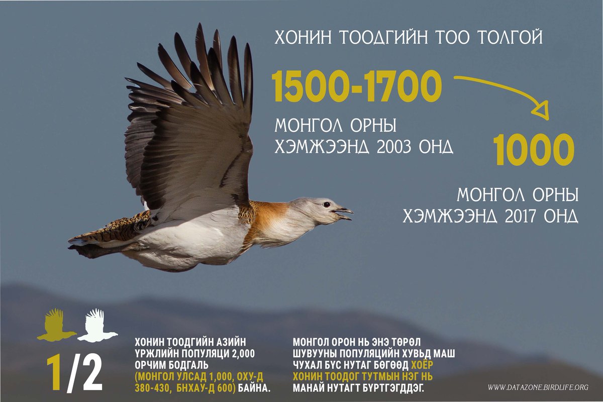 WWFMongolia's tweet photo. Ази тивд хонин тоодог нь 2000 орчим бодгаль байдаг гэсэн судалгаа бий. Түүнээс 1000 орчим нь Монгол Улсад тоологддог байна.
#FAOMongolia, #WWFMongolia, #AHEC, #EasternSteppeProject #GenerationRestoration #drylands https://t.co/4NvYsHWvO4