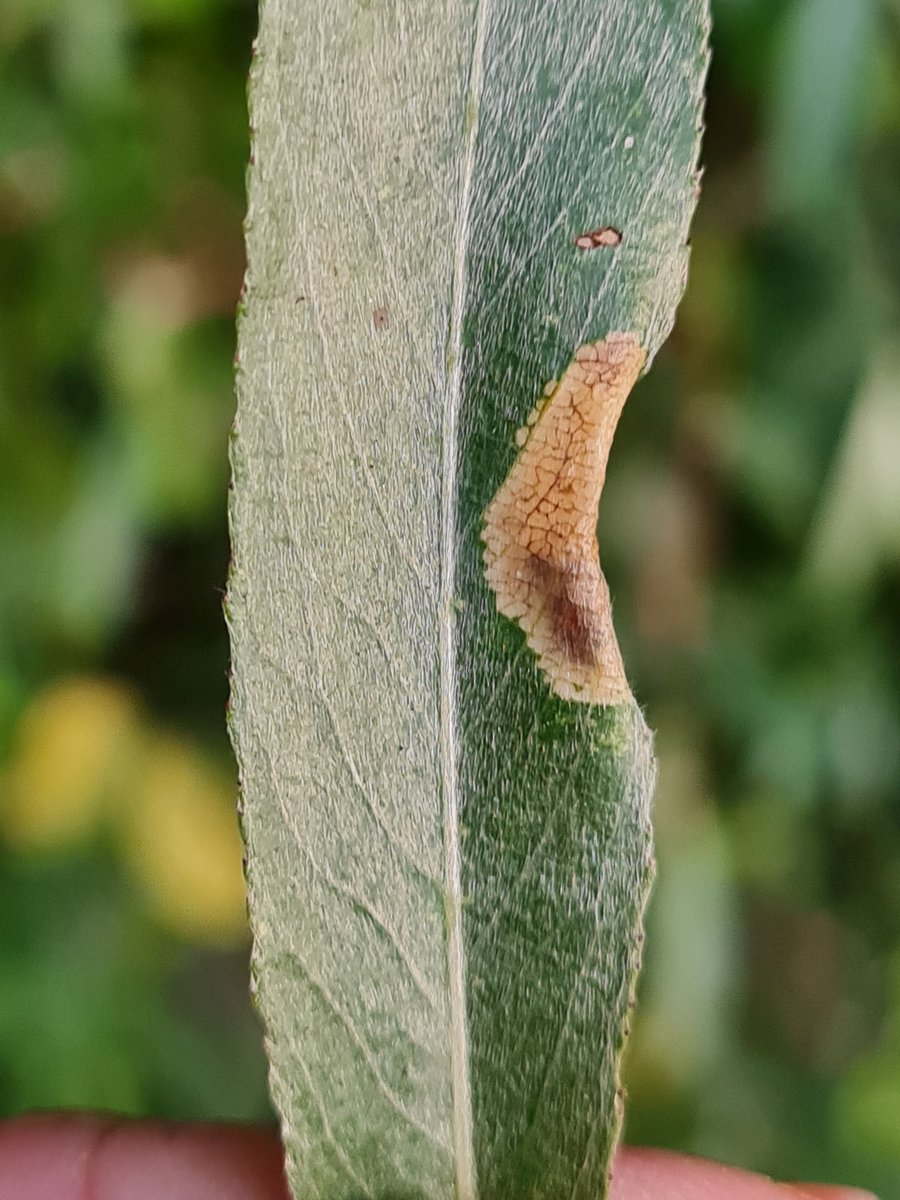 Austins.moths tweet media