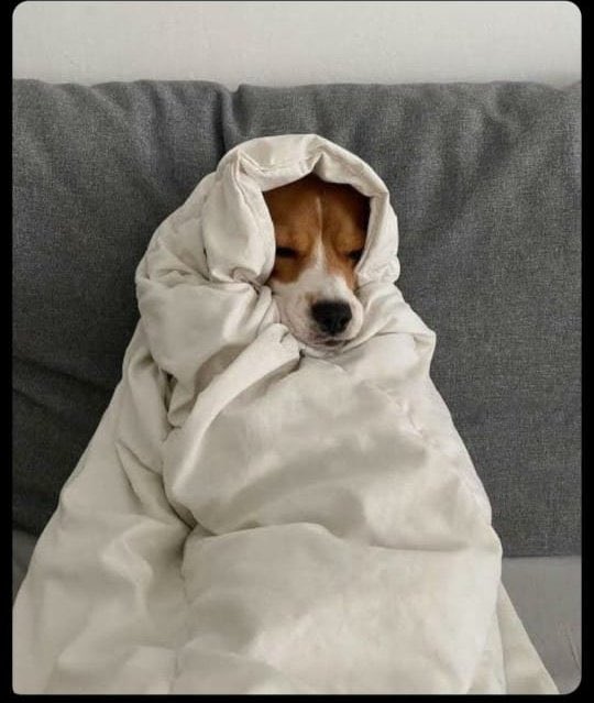 kharioki's tweet image. Kenyan dev teams today at standup:

“Nothing to report from my side either”