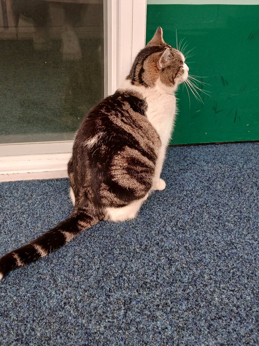 The little people are back in school today. I've meowed them all safely into class, &amp; now I'm doing "the tour" to check everyone's happy. It's called management by walking about &amp; I'm an expert. 
#catsoftwitter #cats #Hedgewatch #whiskerswednesday