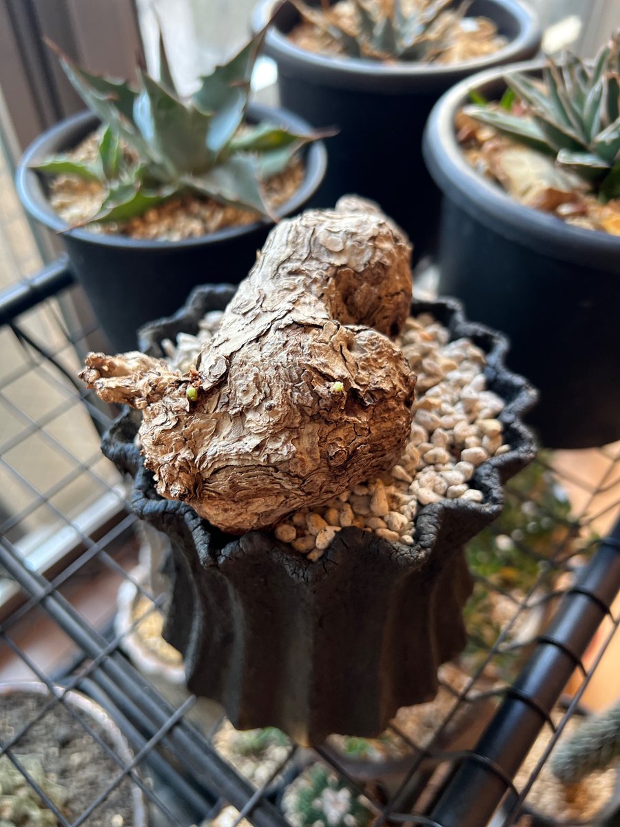 boolean_iwata's tweet image. 真夏のピークが去った
ペラルゴニウムトリステが新芽を出してた