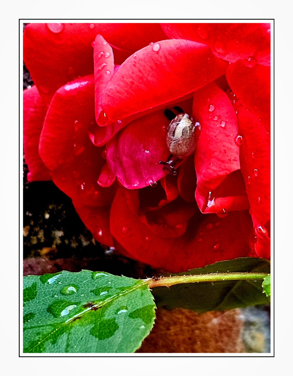 "Home Sweet Home!"

#RoseWednesday 
#Rose
#GardeningTwitter 
#NaturePhotography