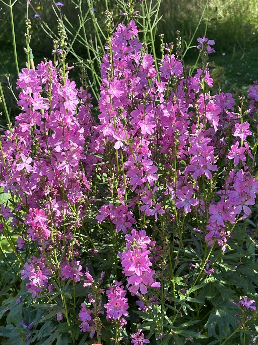 tubs321's tweet photo. Flower for Rachel Francis https://t.co/TiGxGUQhGO
