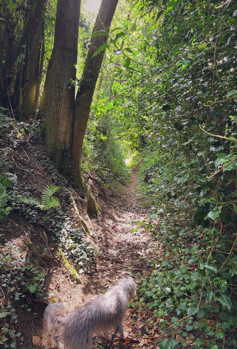 Today’s Ivy League of a sunken path.
#HollowayWednesday