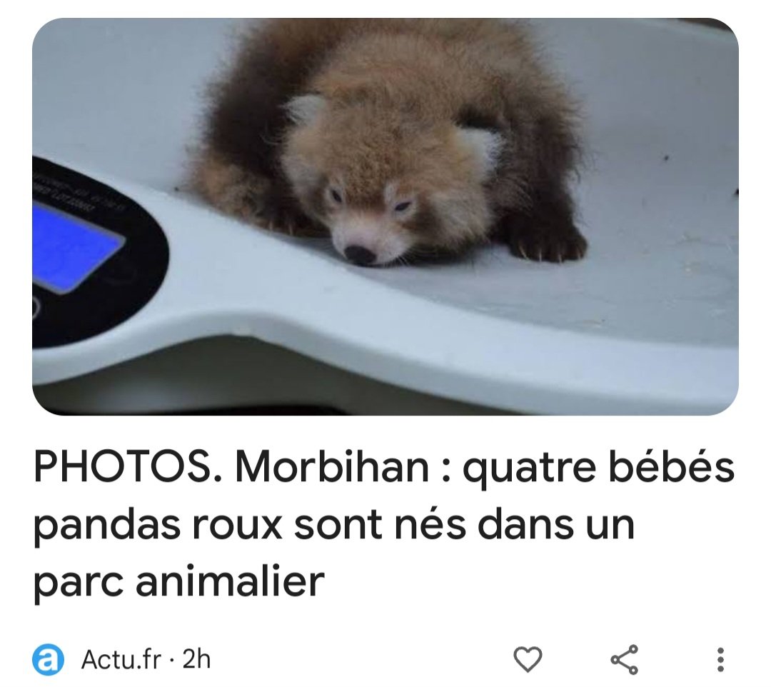 TwiOfRedPanda's tweet photo. https://t.co/1gOr8InUQp 🎍👏🏻🧡 https://t.co/jcbtcfmFVM