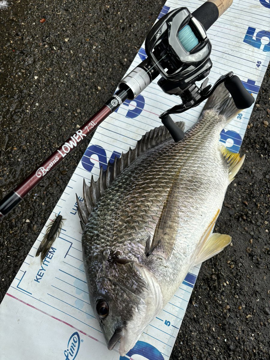 yuuki08031214's tweet photo. 40前半どまり
4枚キャッチで撤収
＃Fishman_BC 
＃BeamsLOWER73L
＃24スティーズ https://t.co/ONiaQlze0u