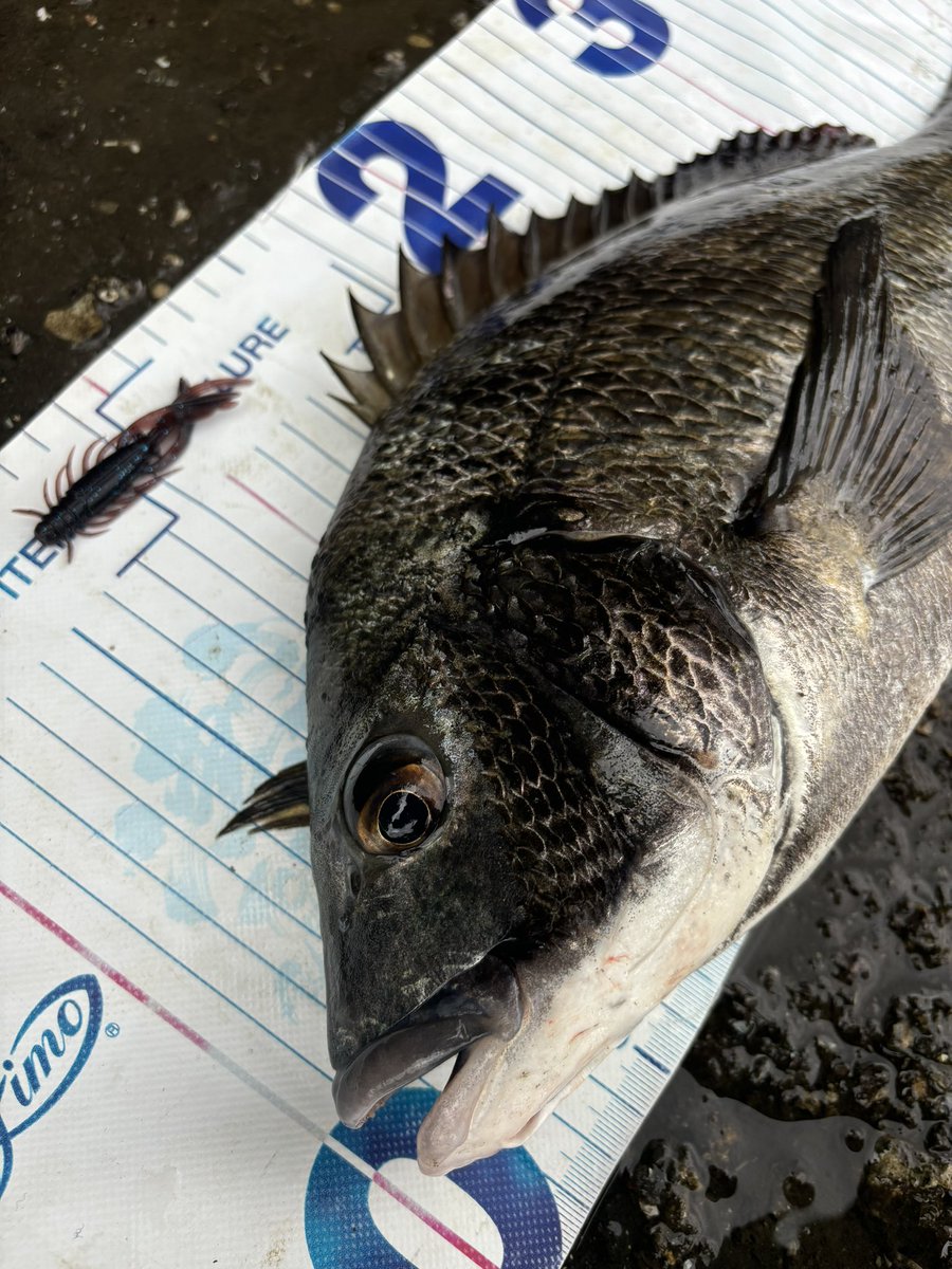 yuuki08031214's tweet photo. 40前半どまり
4枚キャッチで撤収
＃Fishman_BC 
＃BeamsLOWER73L
＃24スティーズ https://t.co/ONiaQlze0u