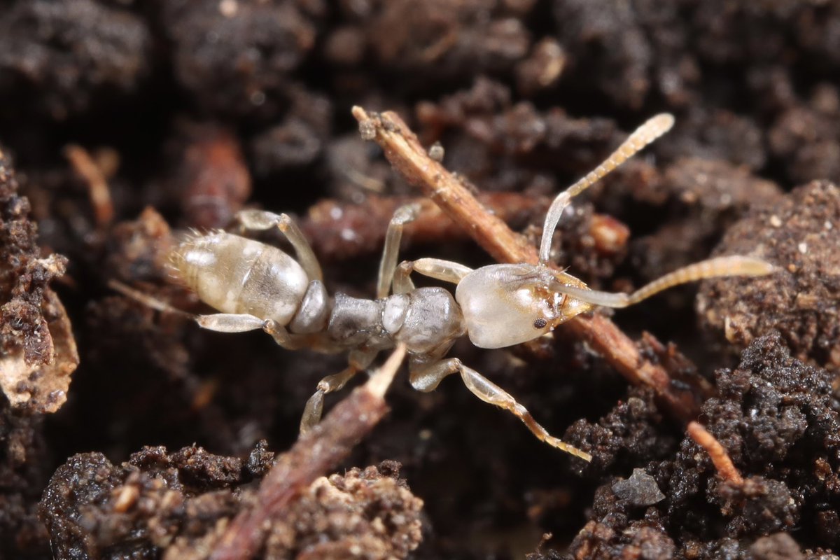 生まれたての個体
ただただ美しい…