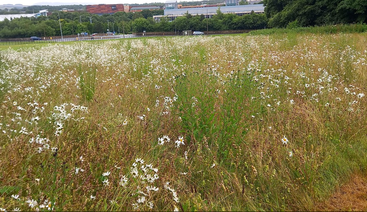 Pollinators tweet media