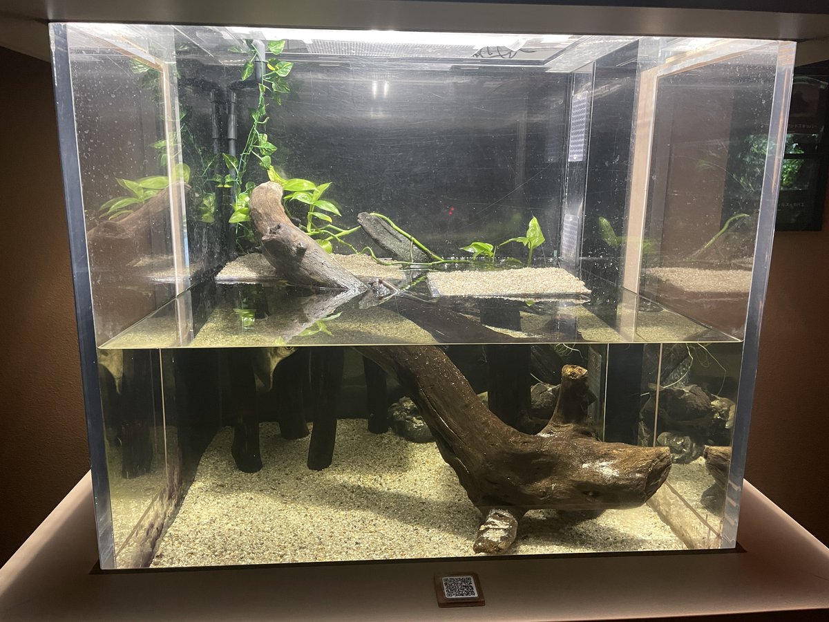 アフリカゾーンにてアフリカンマッドスキッパーを展示しているNo.33