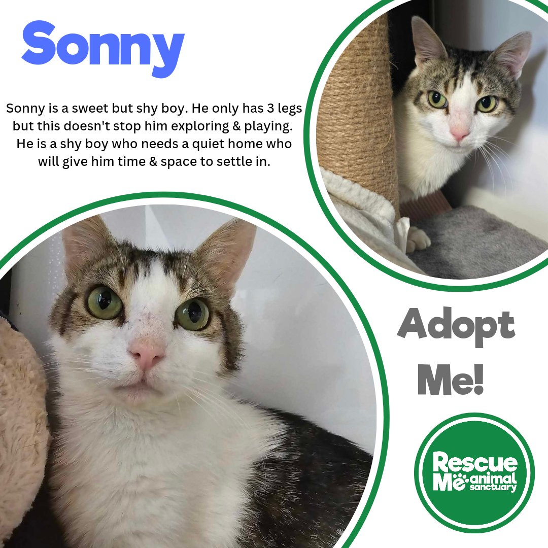 rescuemeanimal's tweet photo. We have some very special cats in our care at the moment, both these boys need indoor homes as they both only have 3 legs 💓 Trident is super confident & friendly whilst Sonny needs a quiet & chilled home #WhiskersWednesday #AdoptAShelterCat #Liverpool #AdoptMe https://t.co/njCY0uwBEC