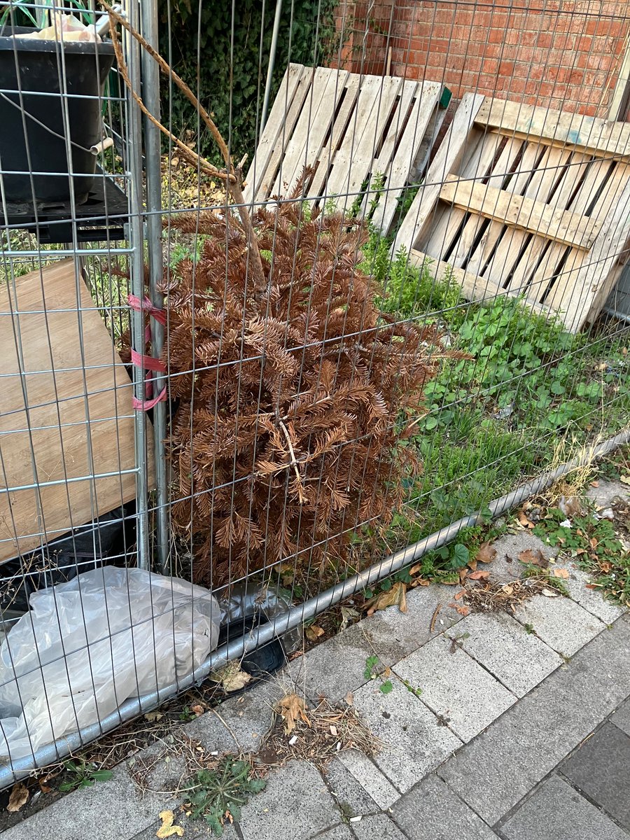 Local cafe playing Christmas song today whilst local resident has only just throw tree out. This season change is confusing