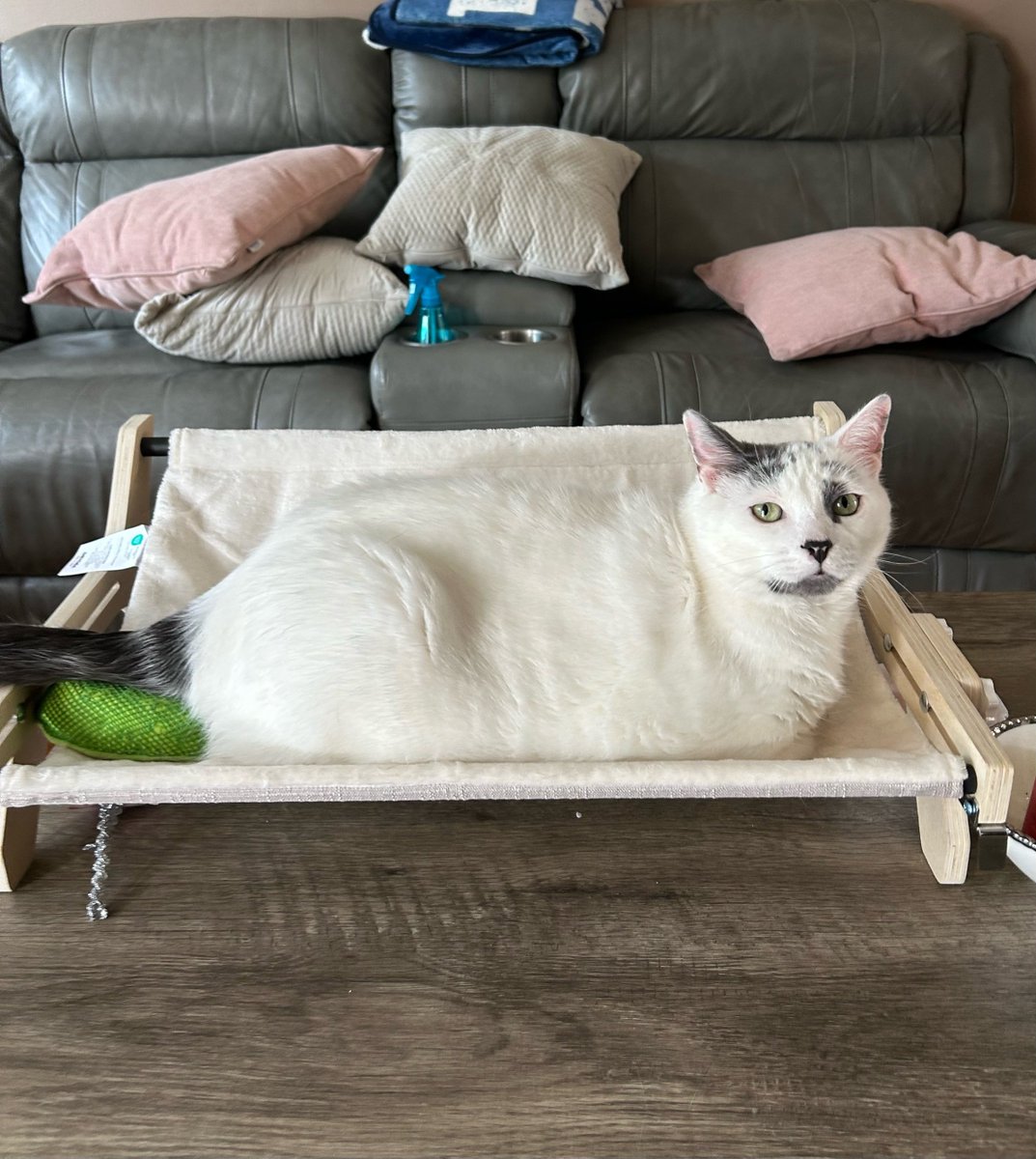eheyciga's tweet photo. EverEvery window tells a story, and every perch is a front-row seat 🎬🐱 

Click to get yours
https://t.co/e92puAc4H8

#CatLife #ViewFromThePerchy
#eheyciga
#eheycigapet https://t.co/fFVfOE3oOm