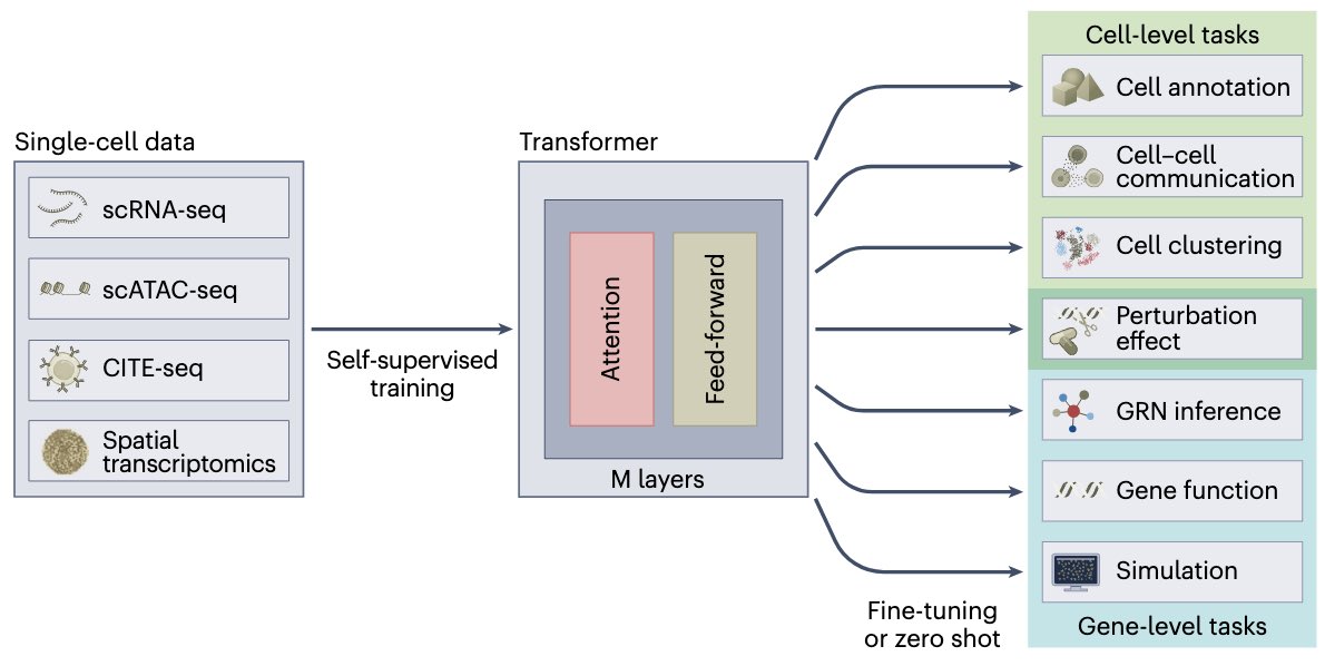 Fabian Theis (@fabian_theis) on Twitter photo Want to learn how transformers and large-language models can help to organize&understand single cell profiles?
Led by <a href="/arturszalata/">Artur Szałata</a>, we review current such approaches in single cell genomics and give perspectives towards foundation models etc. nature.com/articles/s4159… Want to learn how transformers and large-language models can help to organize&understand single cell profiles?
Led by <a href="/arturszalata/">Artur Szałata</a>, we review current such approaches in single cell genomics and give perspectives towards foundation models etc. nature.com/articles/s4159…