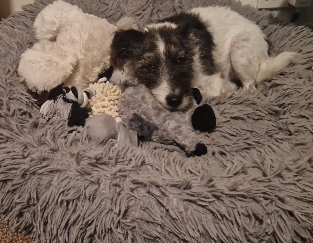 I was on leave for National Dog Day, so I present to you...
Maggie and her teddies.