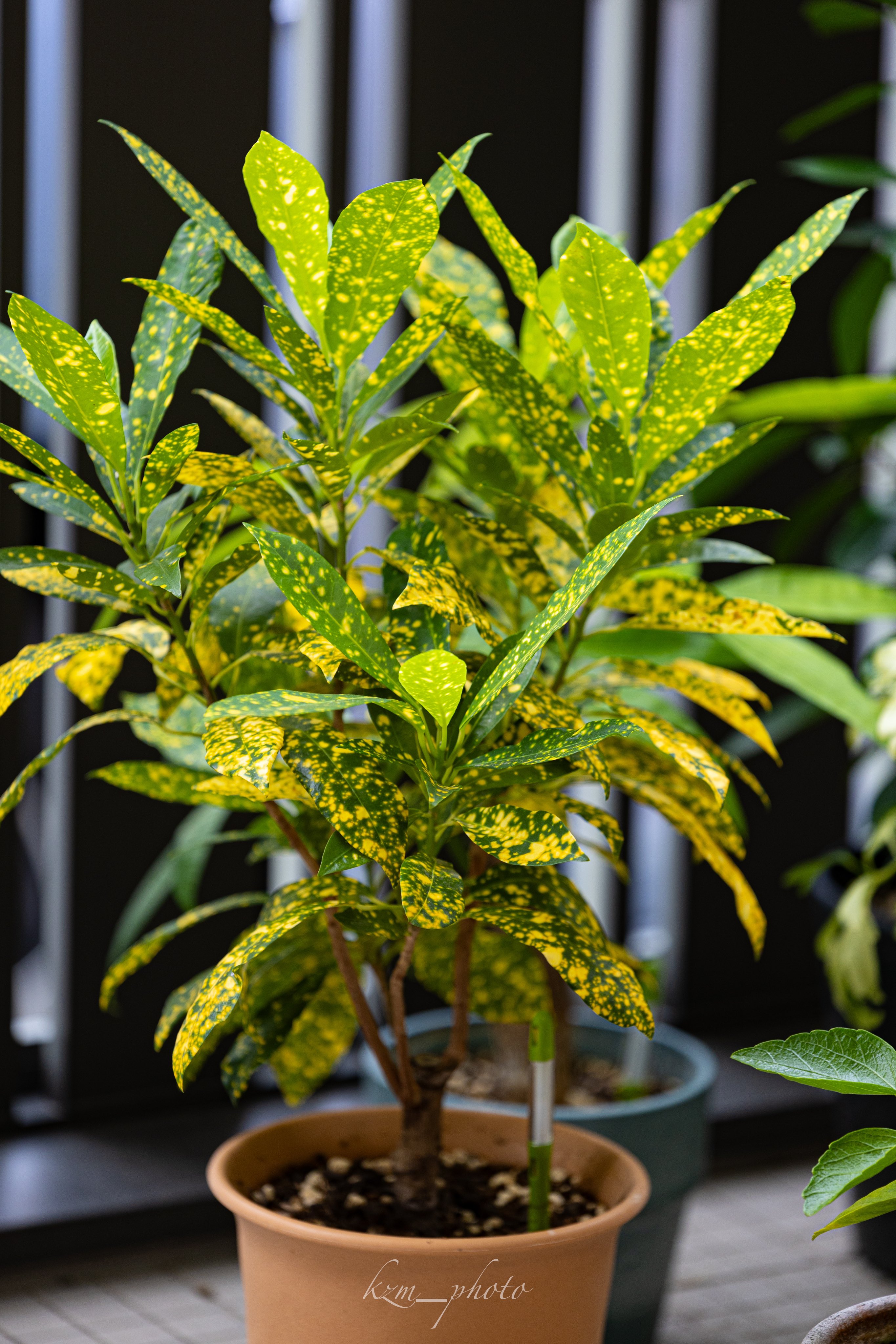 クロトン - Search / X