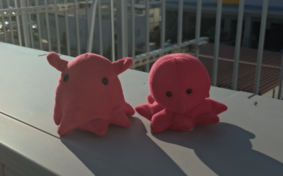 本日は程よい天気だったので
タコ仲間と日向ぼっこしてましたとさ♪
(・∀・)