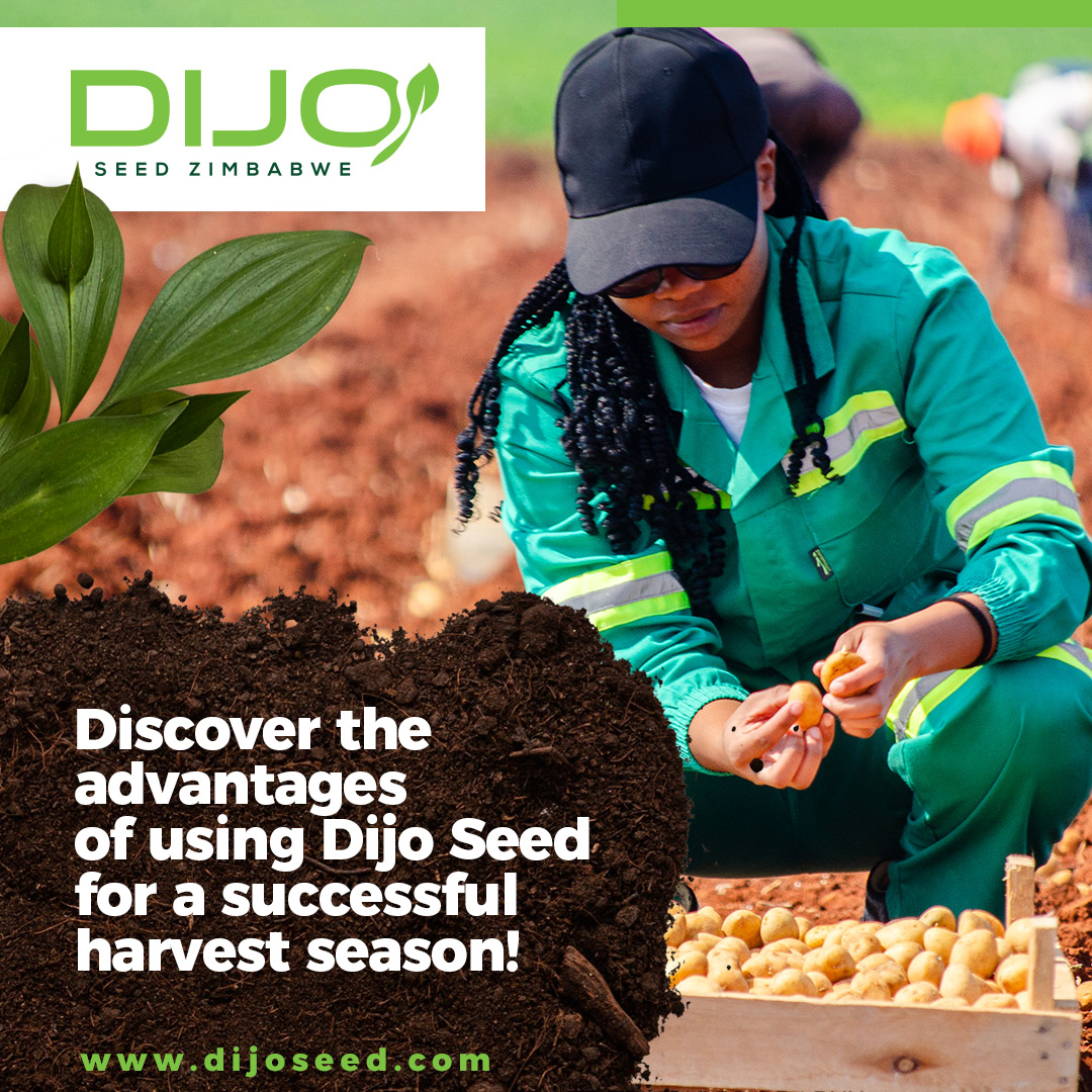 Learn how Dijo Seed Zimbabwe can help you achieve a bountiful harvest. Explore the benefits today!
Visit our website or contact us for more information about Dijo Seed Zimbabwe.
zurl.co/kKQh