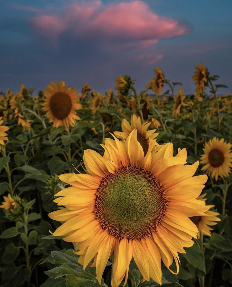 sunflowerchives's tweet image. favorite sunflower🌻✨