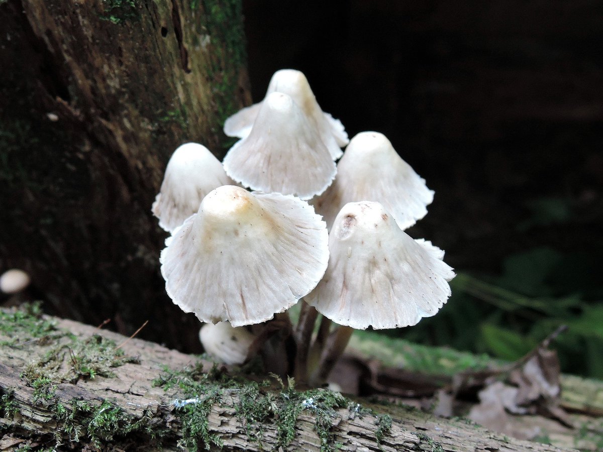 okora's tweet image. Мицена