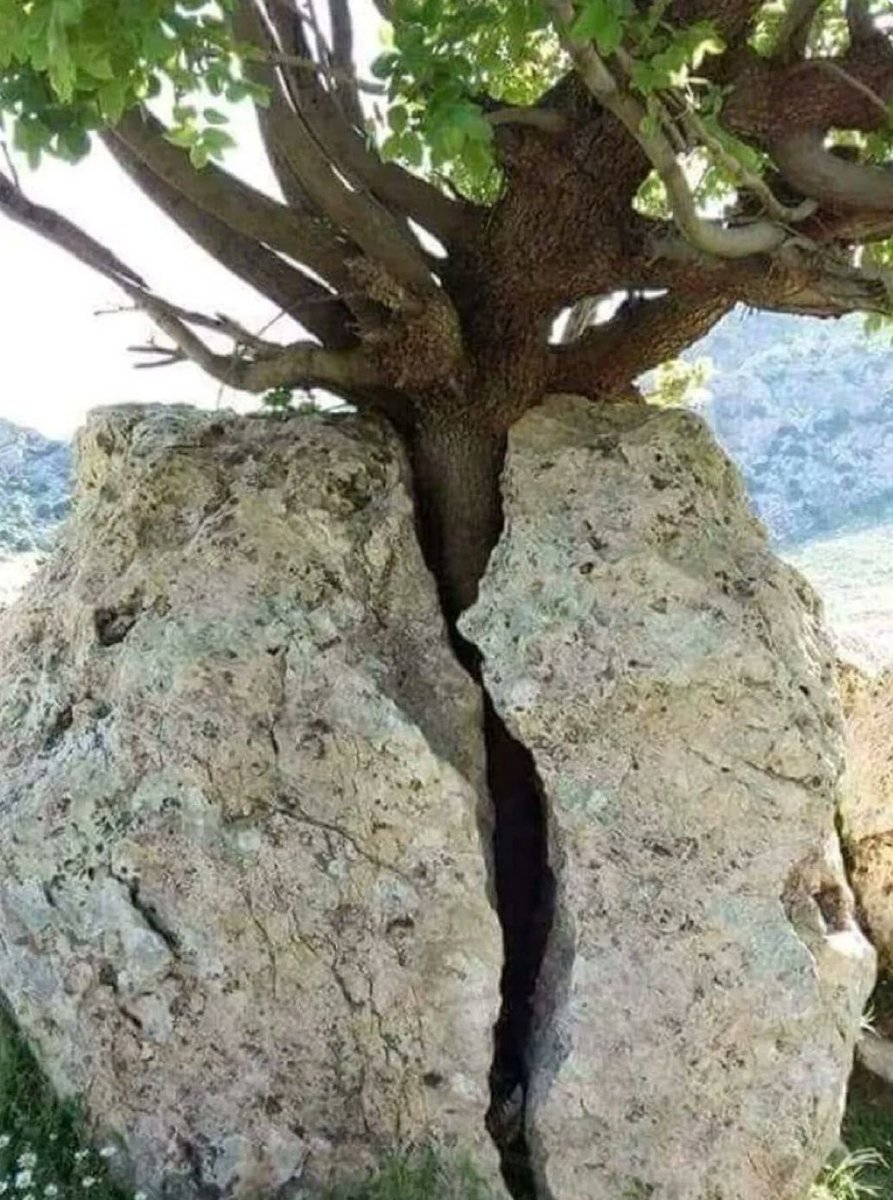 journalistpadam's tweet image. जिनको उगना होता है,
पत्थर का सीना चीर कर भी उग जाते हैं..!

#Vinesh Phogat #Bajrang Poonia #Motivation #thoughts