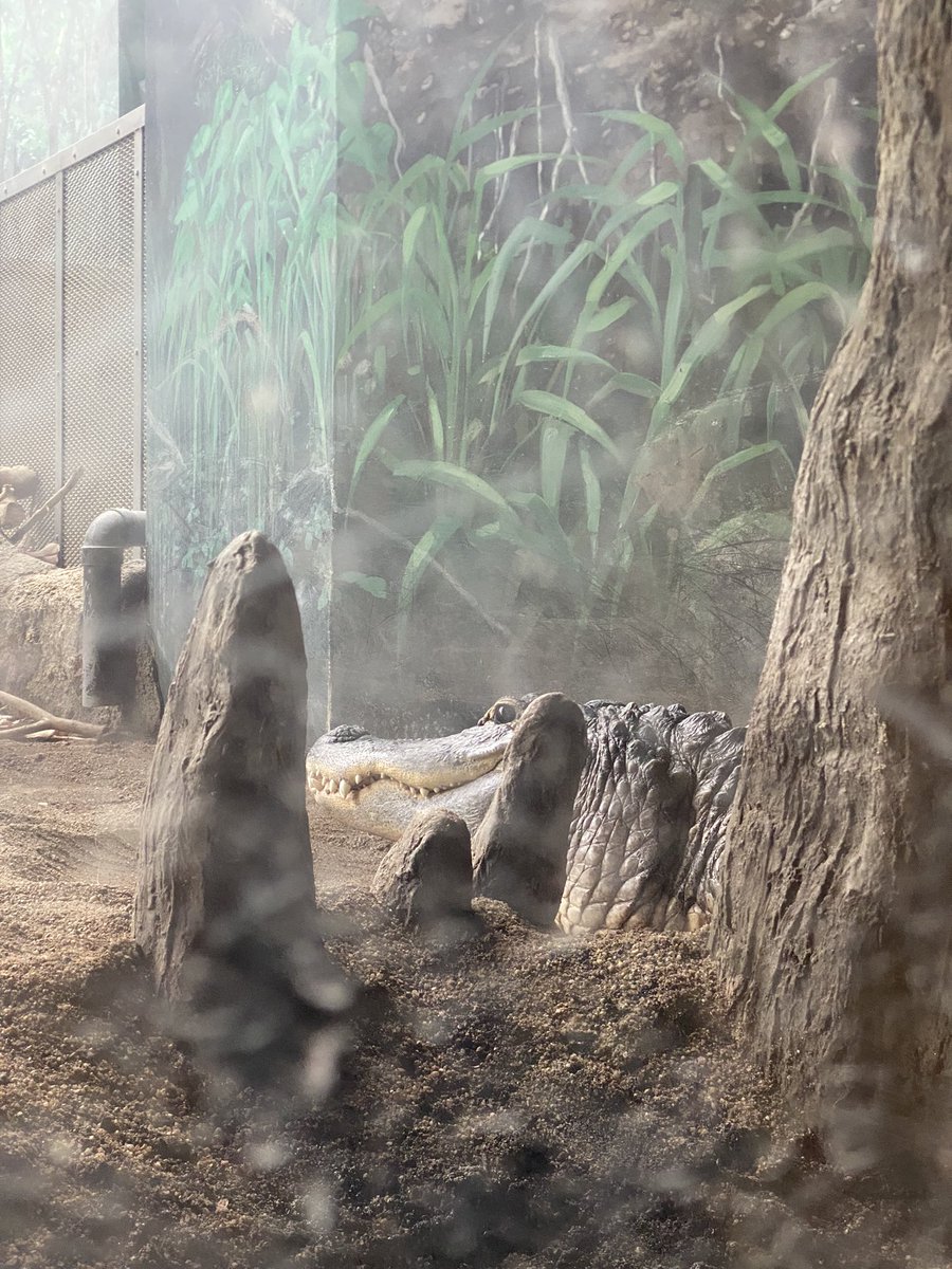 9/21(土)はビリビリゲラゲラ寄席！
目が綺麗なワニと一緒にご来場お待ちしております！！ほれみて本当にきれい