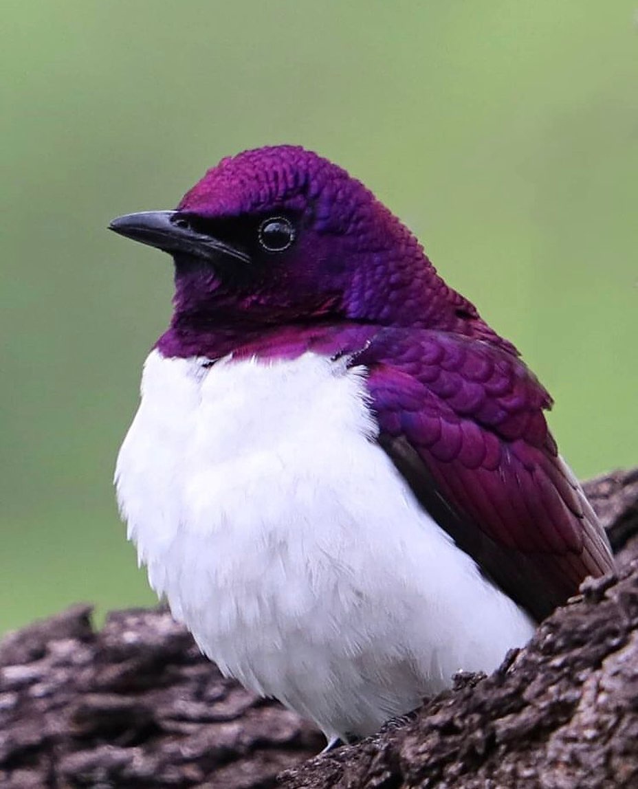 Birds Perfection tweet media