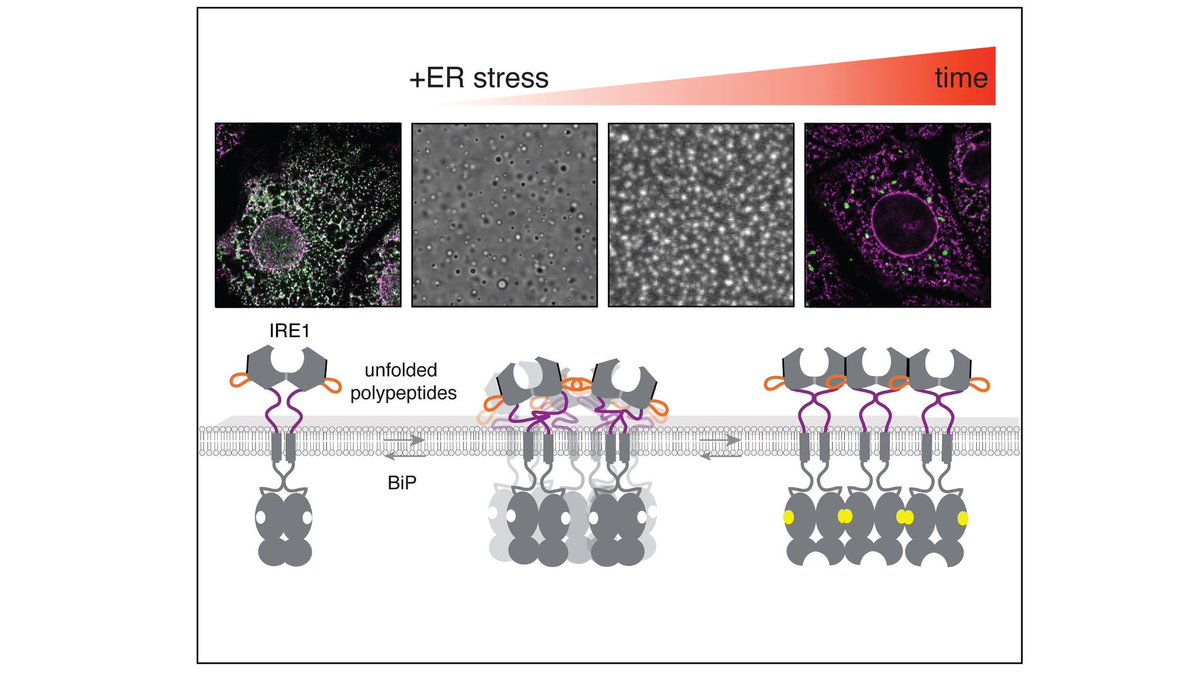 Max Perutz Labs Vienna tweet media