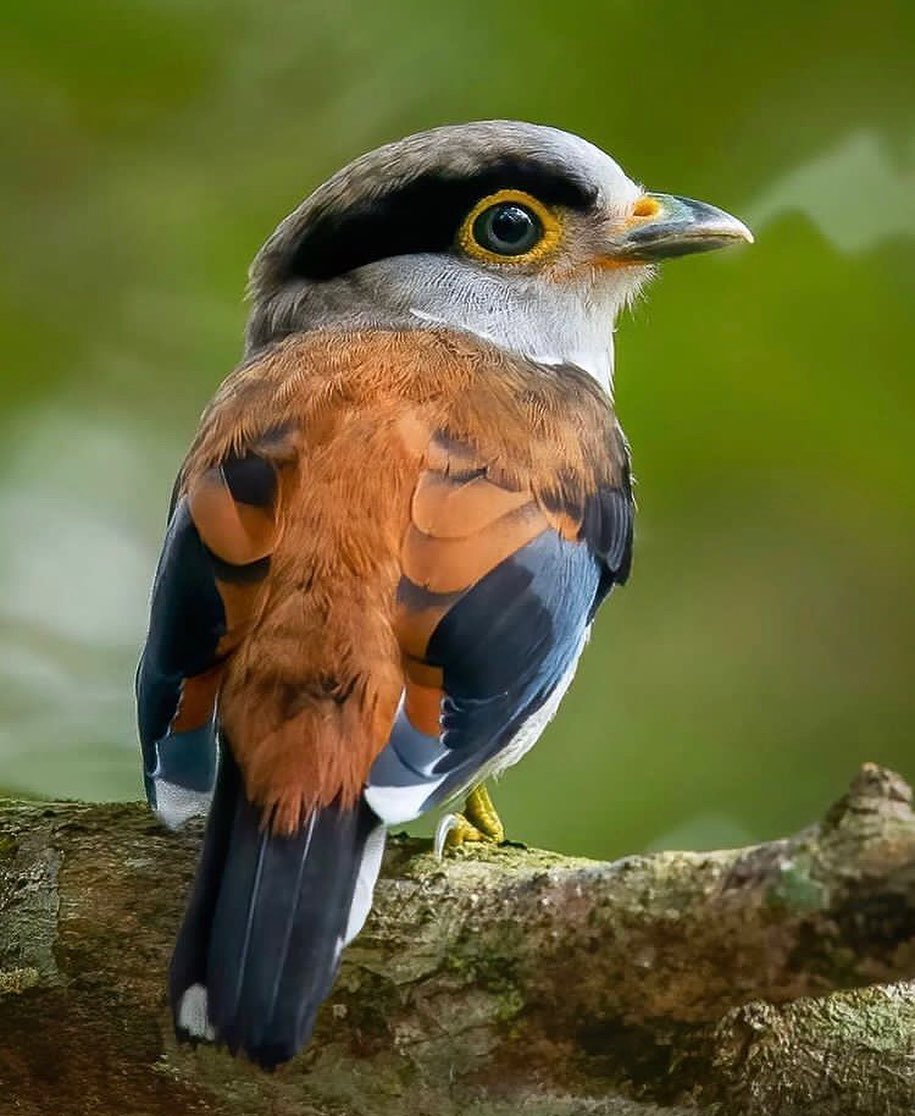 GWnug1dXcAA9KFG?format=jpg&name=medium