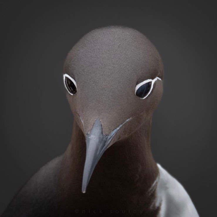 Birds Perfection tweet media