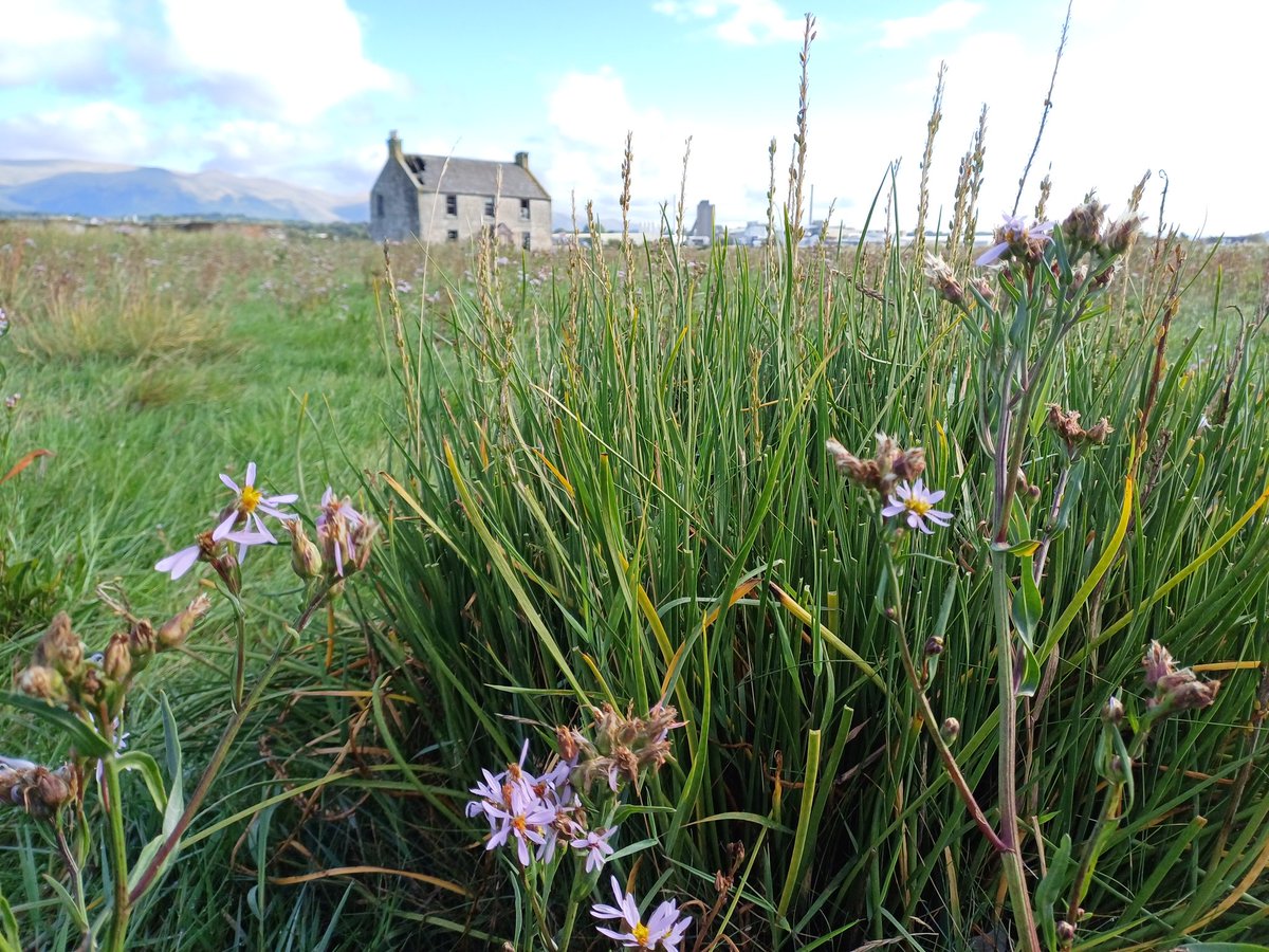 Sea Aster and the largest specimen of Sea Arrowgrass I've ever seen (a big clump 80 cm across and about 70 cm high). In saltmarsh vegetation near Stirling.
