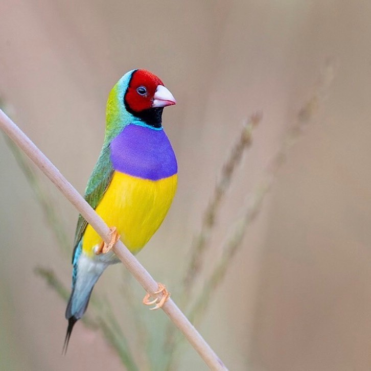 Gouldian Finch 💛💜❤️💚