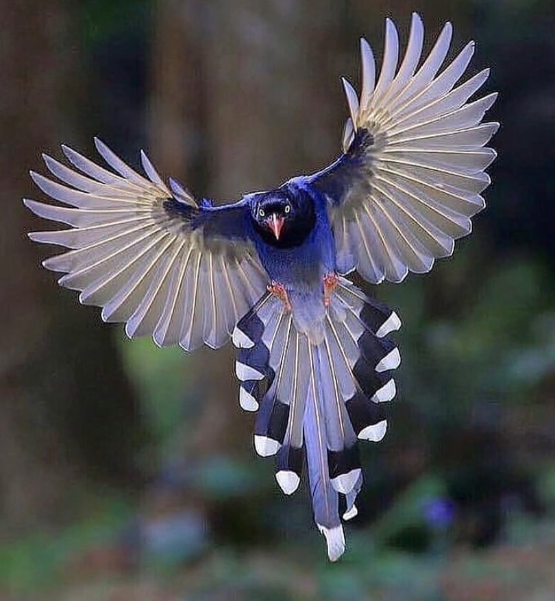 GWnwTMLagAAzyGc?format=jpg&name=900x900