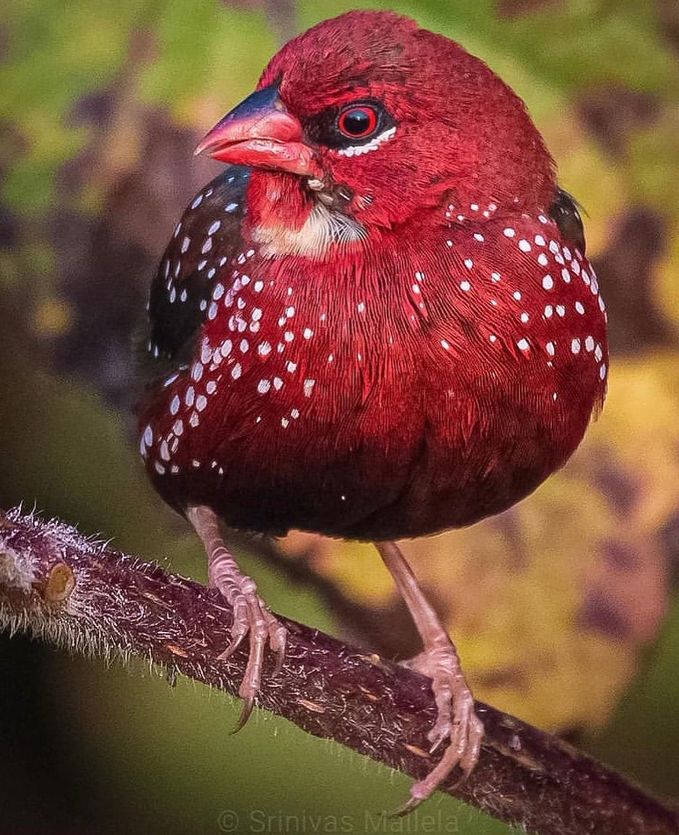 Strawberry Finch ❤️