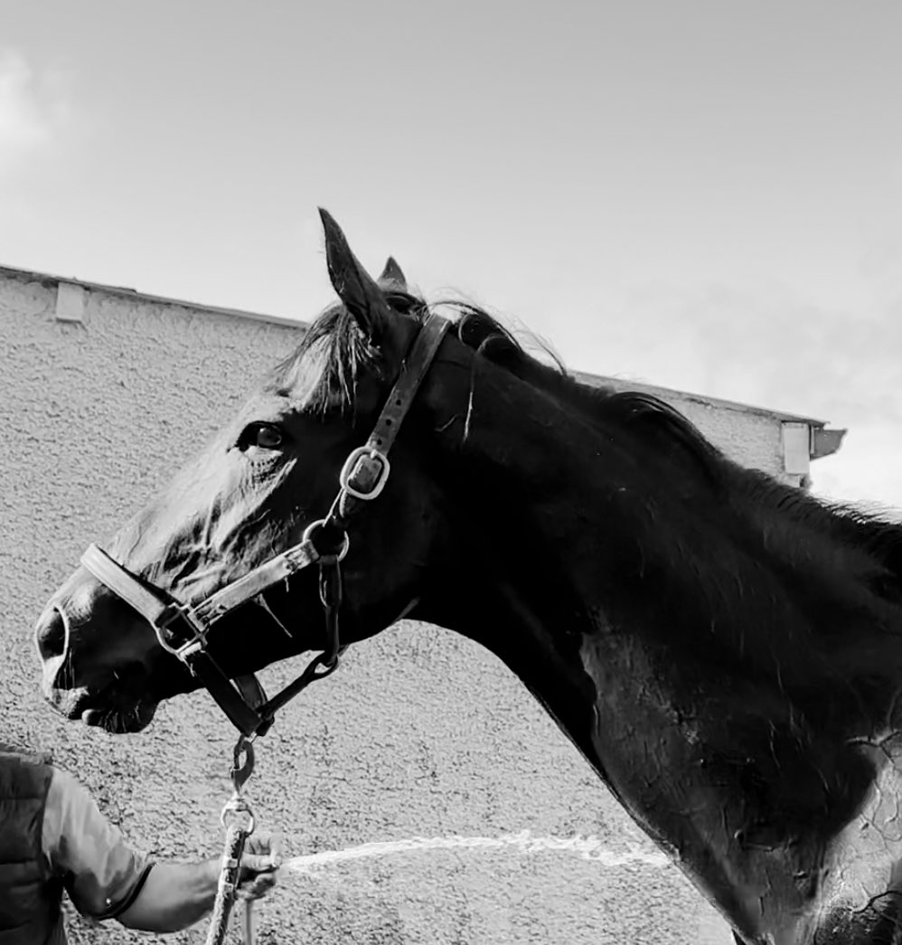 Joey Cullen (@arazi75) on Twitter photo Great to see <a href="/alshiraaracing/">Al Shira’aa Racing Ltd</a> owned Ocean Jewel in <a href="/williemccreery1/">williemccreeryracing</a> this morning ahead of Irish Champions Festival.
Purchased for Al Shirr’aa Farm by <a href="/kieran_lalor/">Kieran Lalor</a> for €230,000 <a href="/Goffs1866/">Goffs</a> Orby Sale, this winner of <a href="/Lanwades/">Lanwades Stud</a> Stud Stakes (Gr2) has multiple Gr1 options this Autumn Great to see <a href="/alshiraaracing/">Al Shira’aa Racing Ltd</a> owned Ocean Jewel in <a href="/williemccreery1/">williemccreeryracing</a> this morning ahead of Irish Champions Festival.
Purchased for Al Shirr’aa Farm by <a href="/kieran_lalor/">Kieran Lalor</a> for €230,000 <a href="/Goffs1866/">Goffs</a> Orby Sale, this winner of <a href="/Lanwades/">Lanwades Stud</a> Stud Stakes (Gr2) has multiple Gr1 options this Autumn