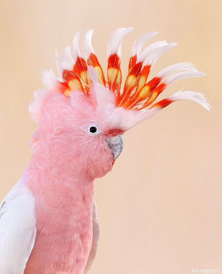 GWnxJD9bMAAMRTa?format=jpg&name=medium