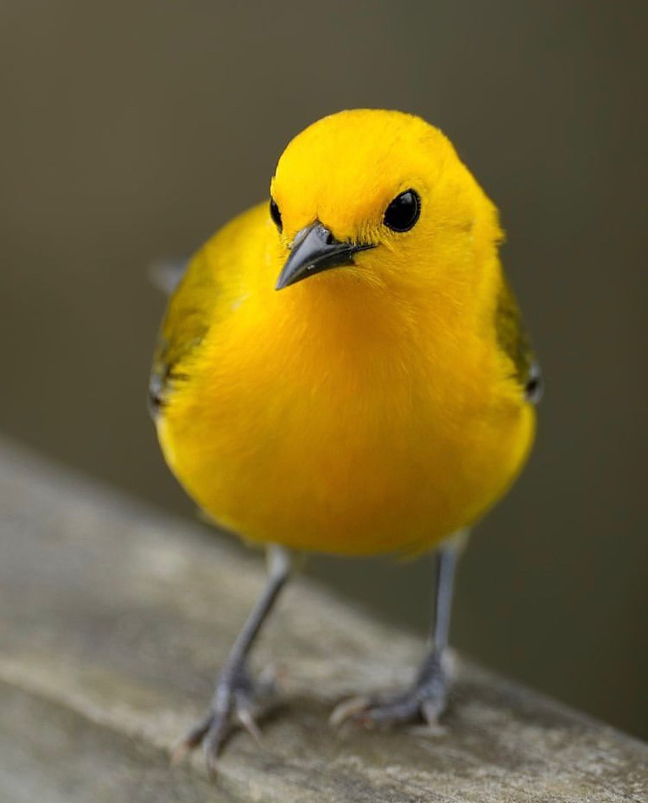 GWnxK9MbwAAWdGt?format=jpg&name=medium