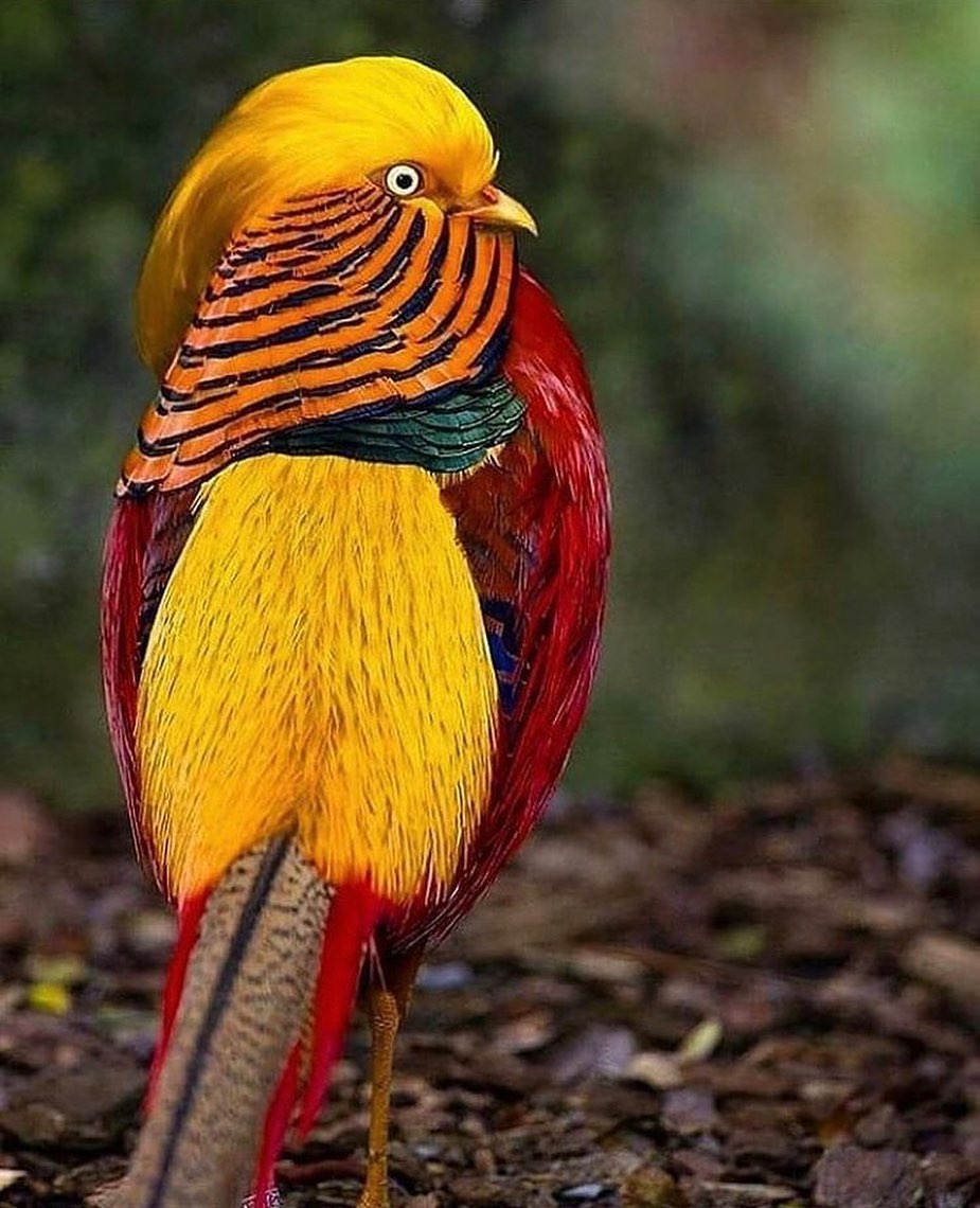 GWnxRvbaIAA4cR1?format=jpg&name=medium