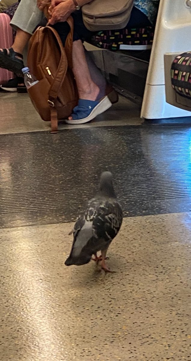 Wette sie reist ohne Oystercard 🕊️🤷🏻‍♀️