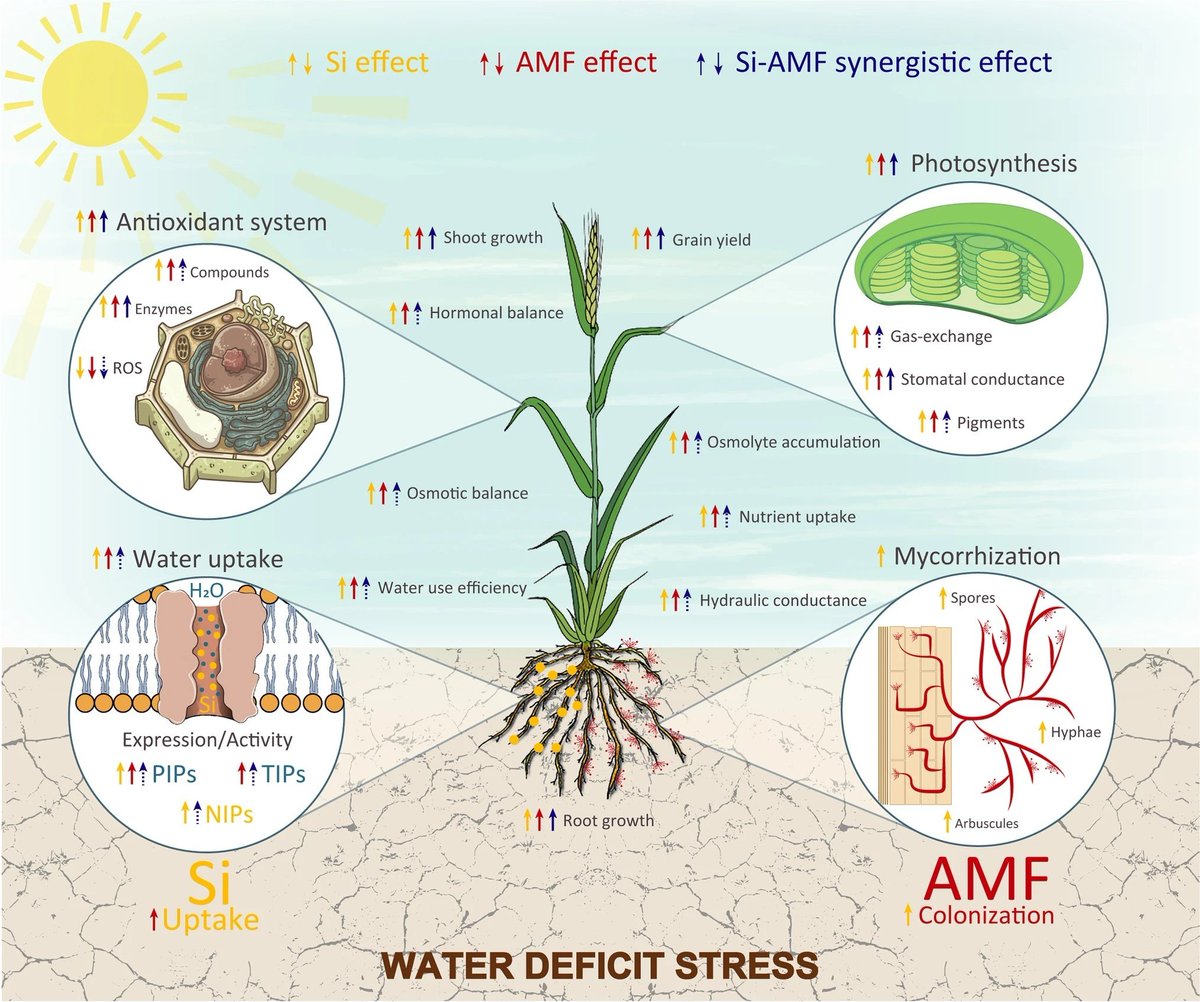 Abiotic stress in plants (Green Survivors) (@abioticstress) on Twitter photo Review by Vega et al. <a href="/Journal_JSSPN/">Journal of Soil Science and Plant Nutrition</a> <a href="/SpringerEnviro/">SpringerEnvironment</a>
Interaction Between #Silicon and #Arbuscular #Mycorrhizal Symbiosis: an Ecologically #Sustainable Tool to Improve #Crop Fitness Under a #Drought Scenario?
link.springer.com/article/10.100…
#PlantSci <a href="/jssp/">Jacqui Sage-Passant</a> <a href="/Stressed_plants/">Stressed (Abiotic/Biotic) Plants</a> <a href="/sci_plant/">Plant Science</a> Review by Vega et al. <a href="/Journal_JSSPN/">Journal of Soil Science and Plant Nutrition</a> <a href="/SpringerEnviro/">SpringerEnvironment</a>
Interaction Between #Silicon and #Arbuscular #Mycorrhizal Symbiosis: an Ecologically #Sustainable Tool to Improve #Crop Fitness Under a #Drought Scenario?
link.springer.com/article/10.100…
#PlantSci <a href="/jssp/">Jacqui Sage-Passant</a> <a href="/Stressed_plants/">Stressed (Abiotic/Biotic) Plants</a> <a href="/sci_plant/">Plant Science</a>