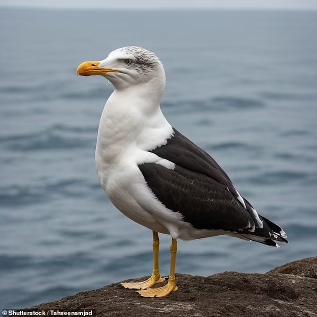 ⚠️ Warning <a href="/DailyMailUK/">Mail+</a>  &amp; anyone else using <a href="/Shutterstock/">Shutterstock</a> bird images: many 📷 by Tahseenamjad are AI-generated! This is Big Fictional Gull (Larus madeupensis), NOT Great Black-backed Gull (L. marinus)! Shame, as the other images in this piece are right: dailymail.co.uk/sciencetech/ar…